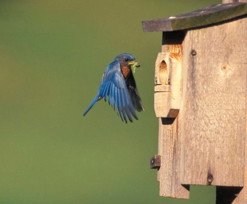 bluebird nesting box