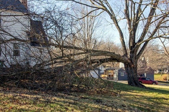 downed tree limbs