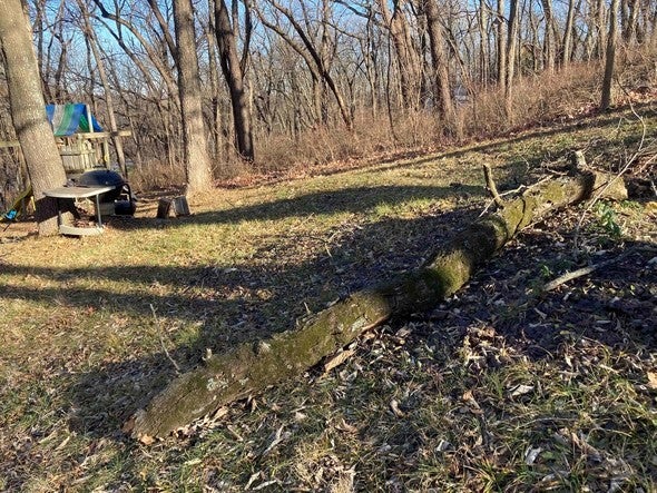 downed tree limbs