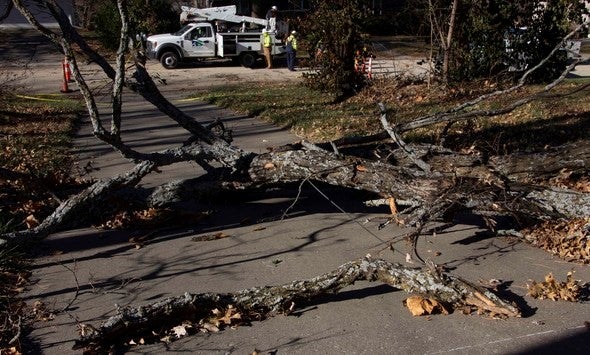 downed tree limbs
