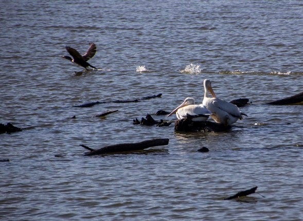 pelicans