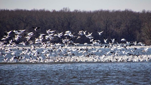 snow geese