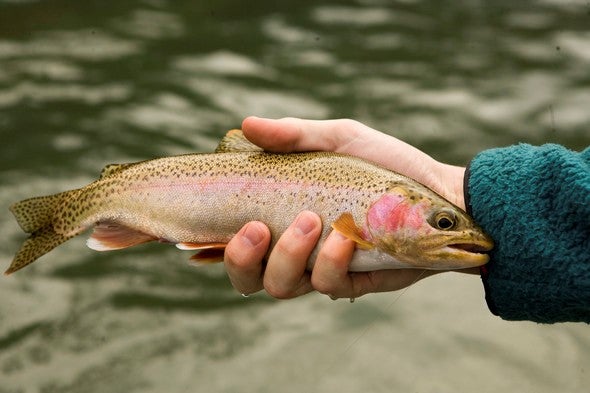 trout