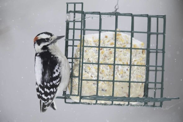 woodpecker
