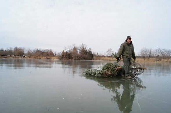 Christmas trees across the frozen surface