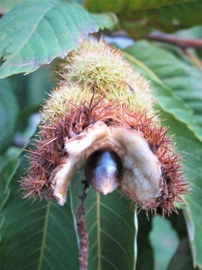 Ozark chinquapin bur