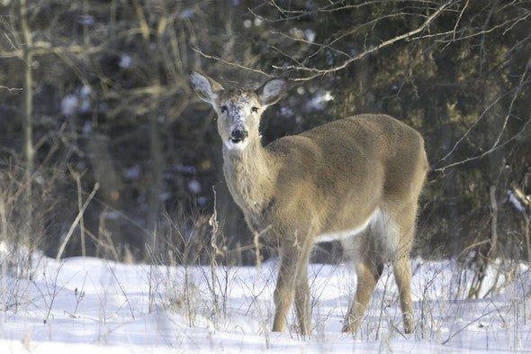 Deer with snow on face