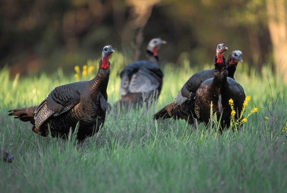 four turkeys