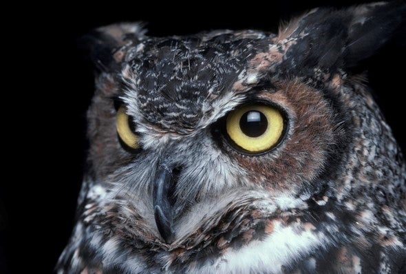 Great horned owl