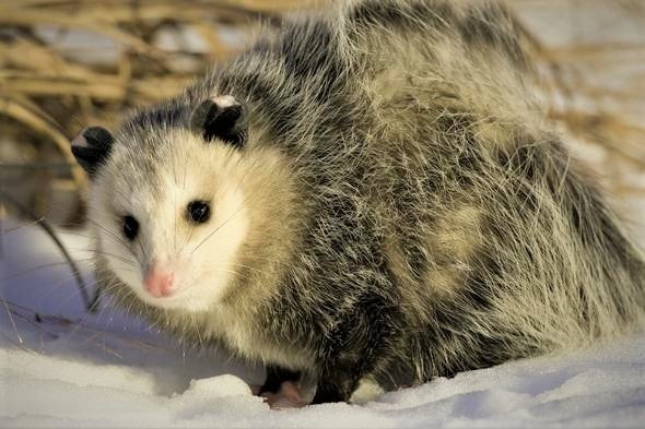 opossum