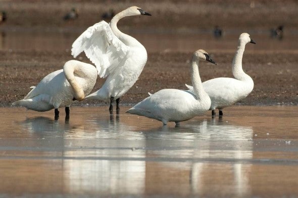 Trumpeter swans