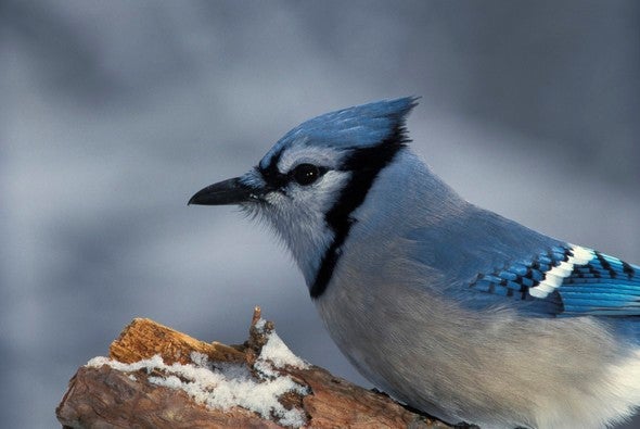 Blue Jay