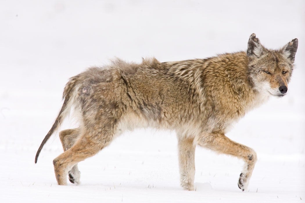 coyote