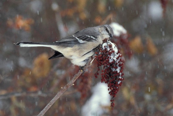 Northern mockingbird on branch