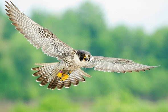 Flying peregrine falcon