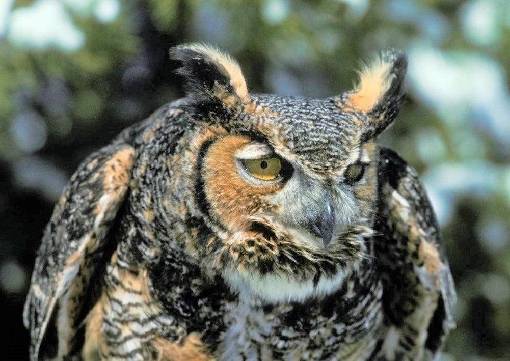 Great horned owl