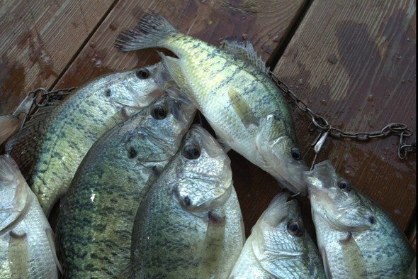 stringer full of crappie