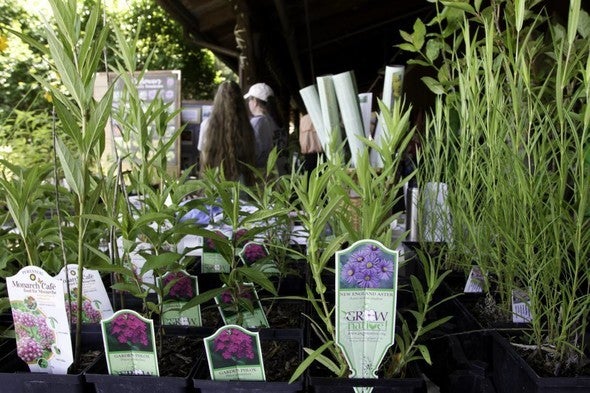 Native plant sale