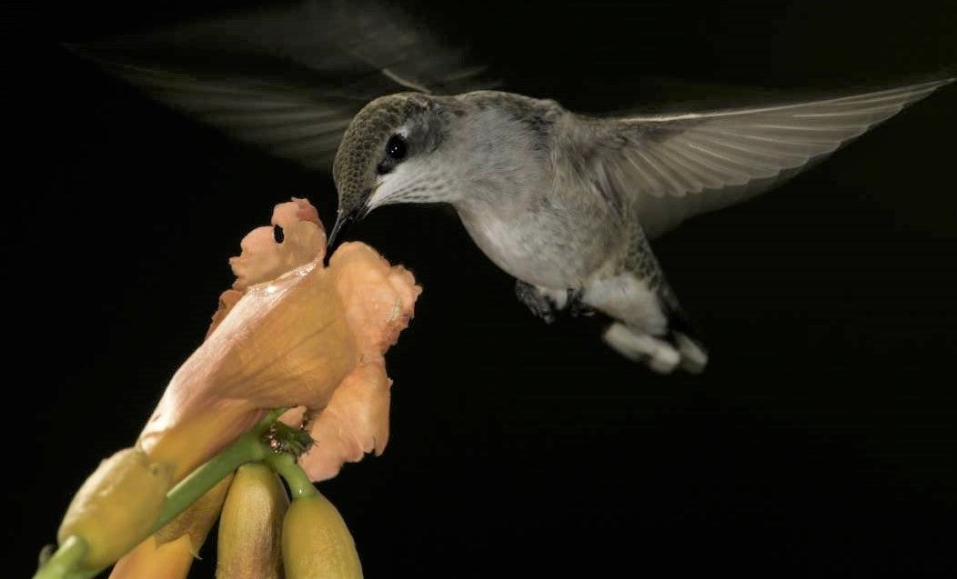 Trumpet creeper and hummingbird