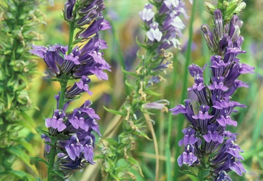 Blue lobelia