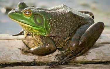 bullfrog