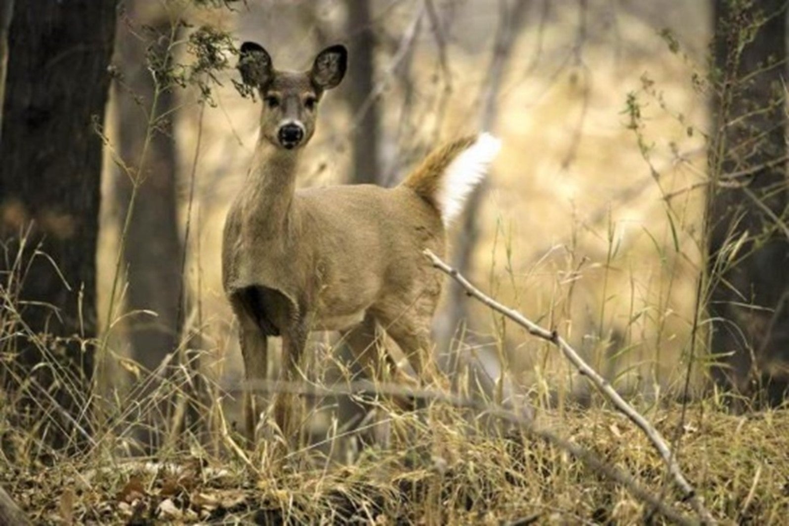 doe in woods