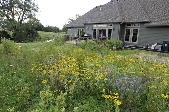 Native garden at home