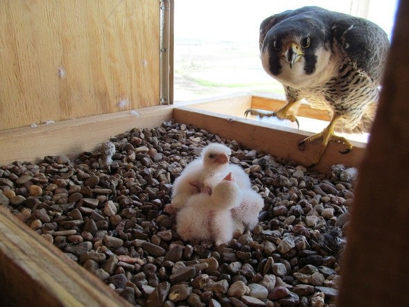 Peregrine falcon in a nesting box with chicks