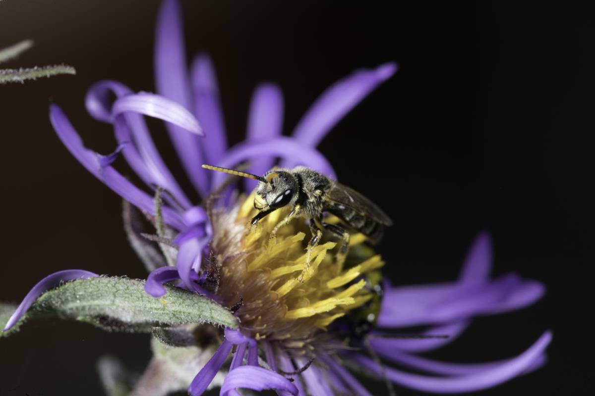 Leafcutter bee on a flower