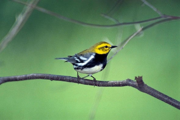 Black-throated green warbler
