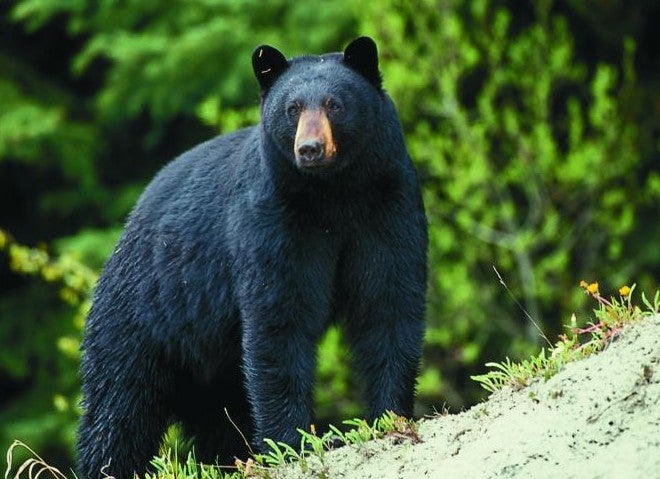 black bear