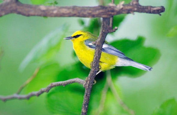 Blue winged warbler