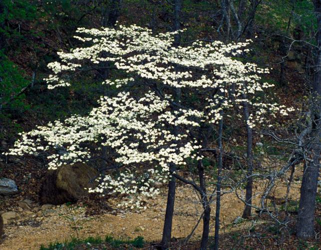 Dogwood