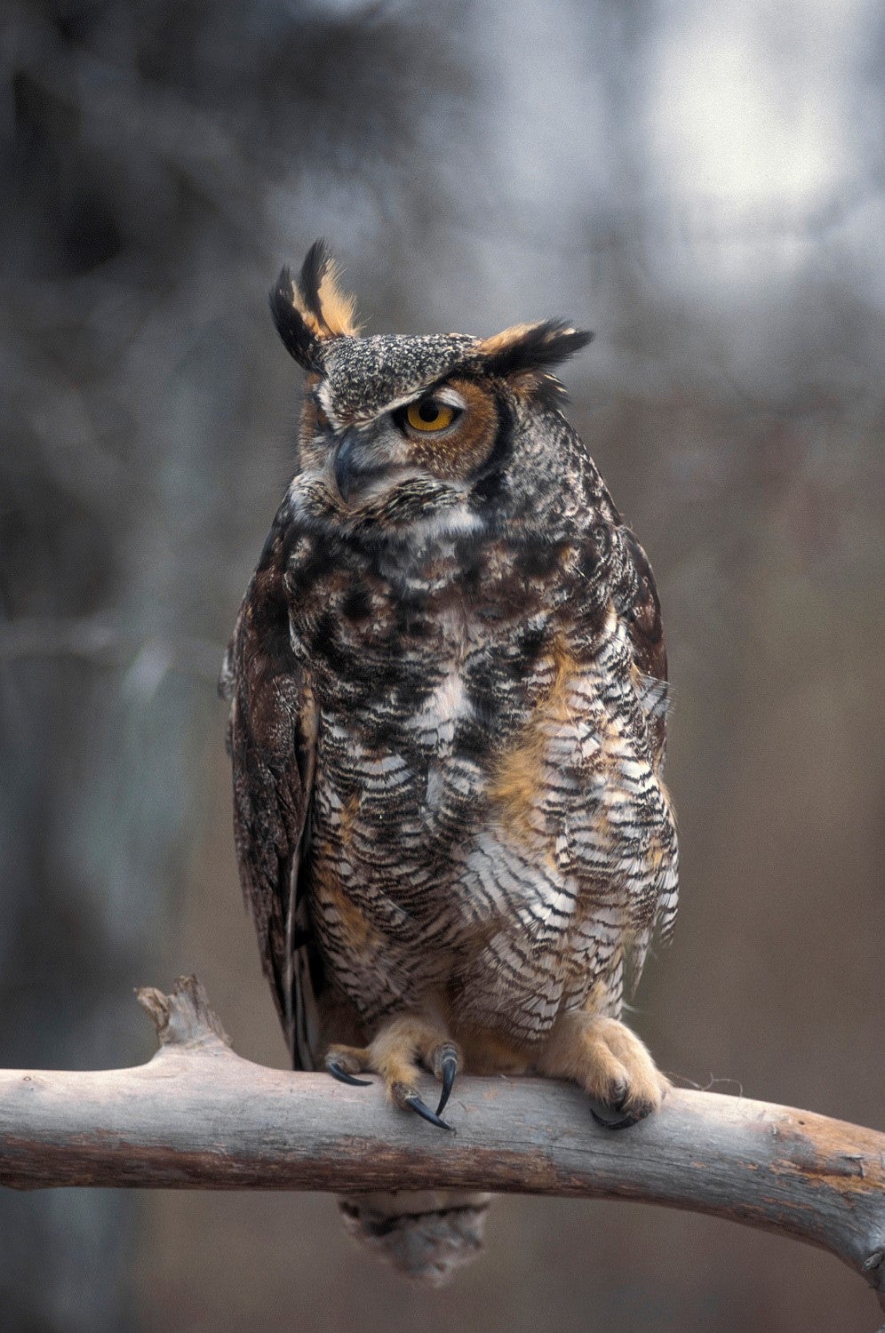 Great horned owl