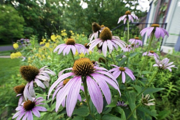 coneflowers