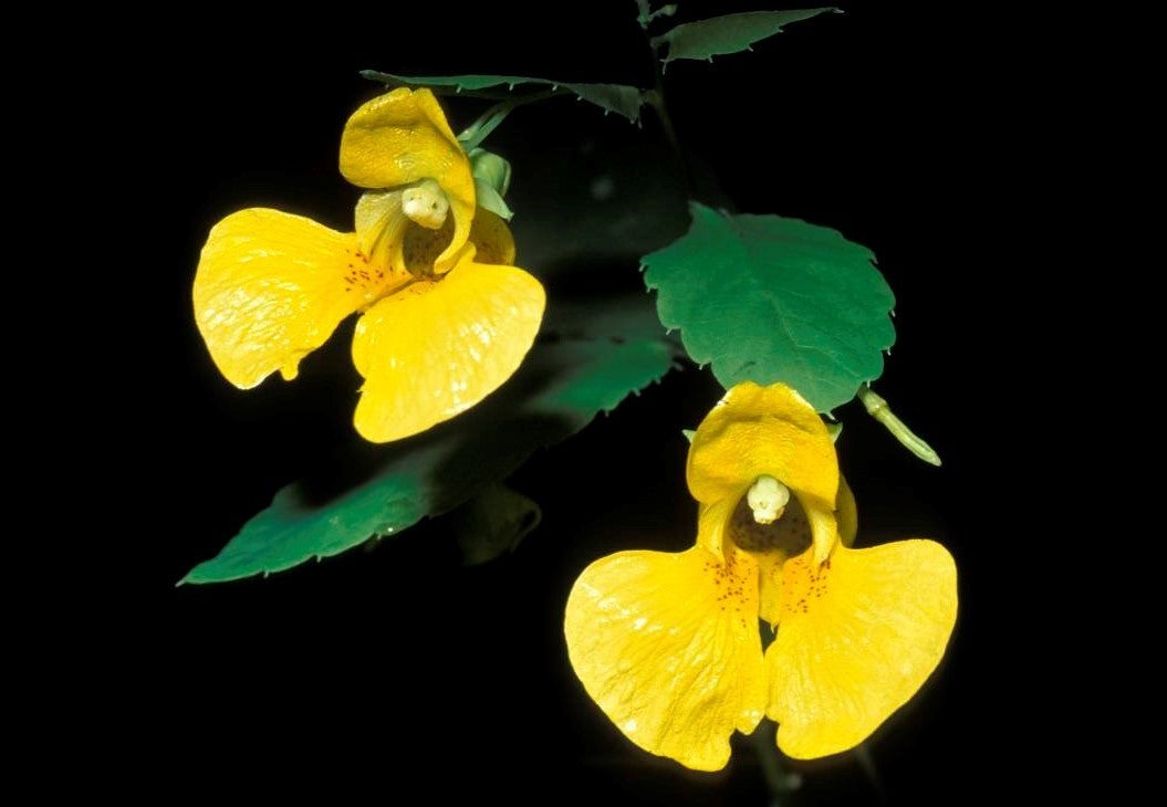 Jewelweed