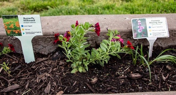 Newly planted wildflowers.
