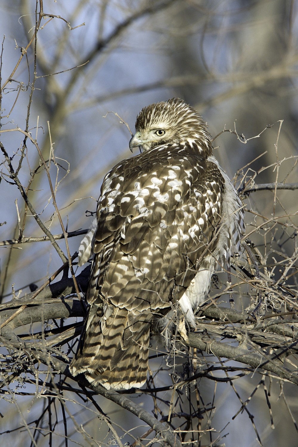 Red-tailed hawk perched in tree