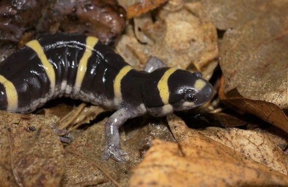 Ringed salamander