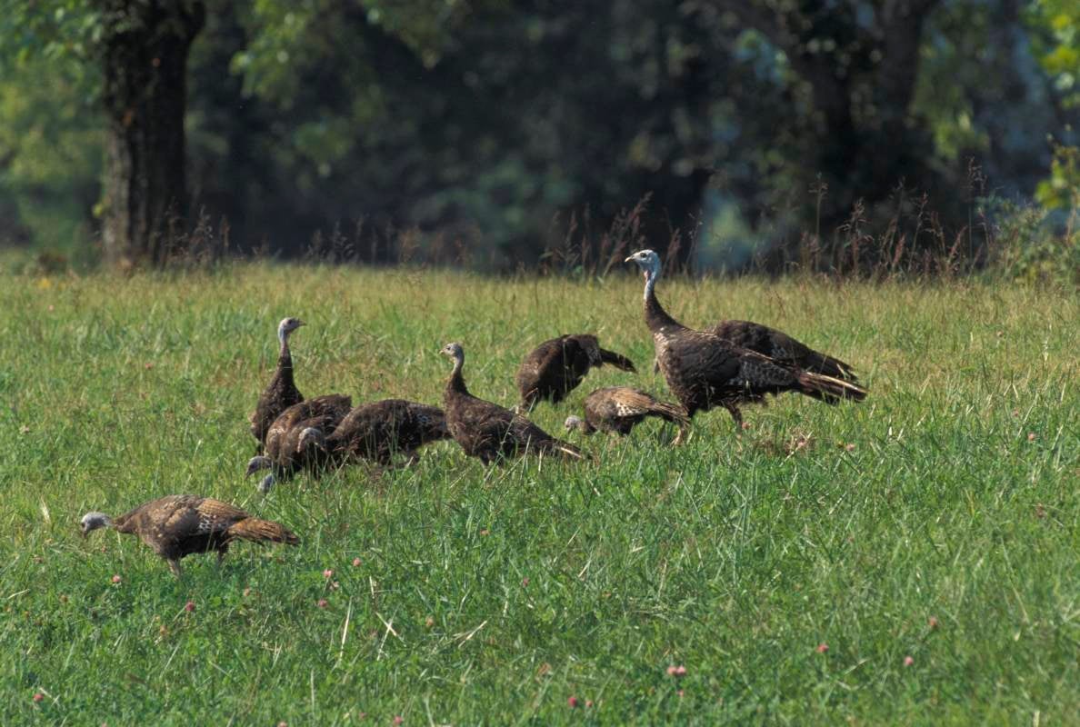 Turkey hen and poults