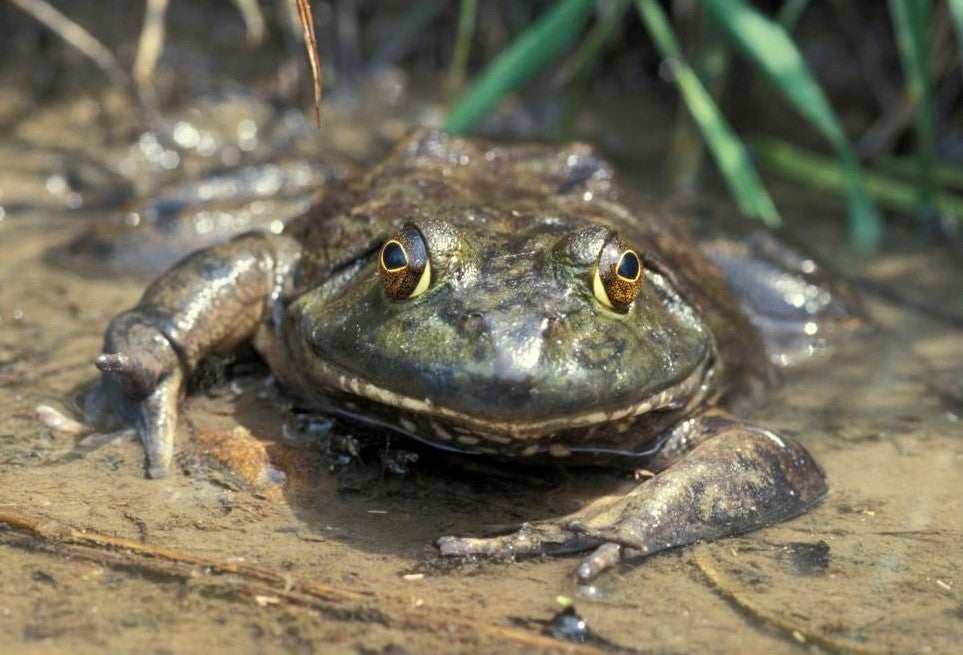 Bullfrog