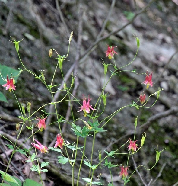 columbine