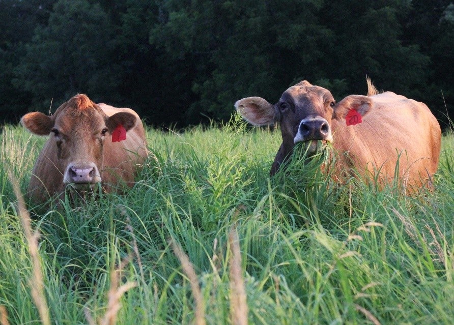 Two cows grazing 