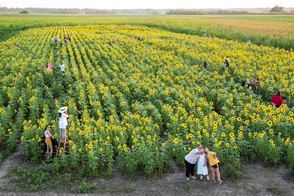 Sunflower field at Columbia Bottom Conservation Area