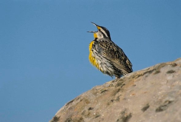 eastern meadowlark