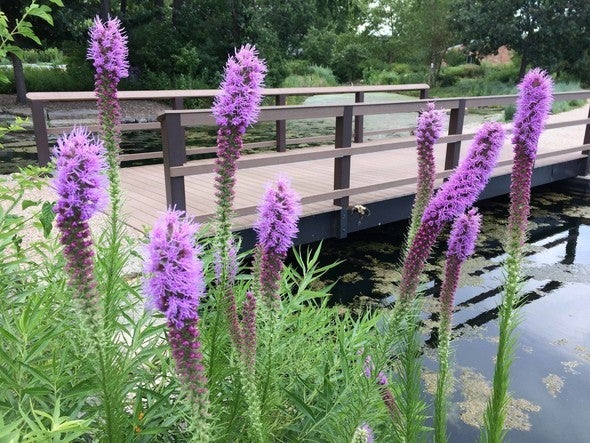 Purple native flower