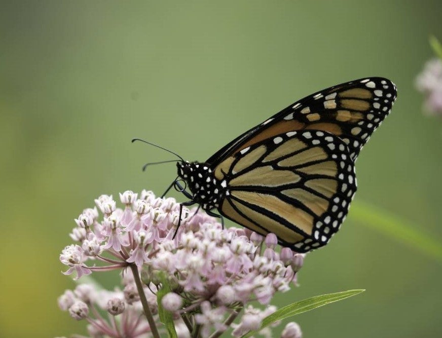 monarch butterfly