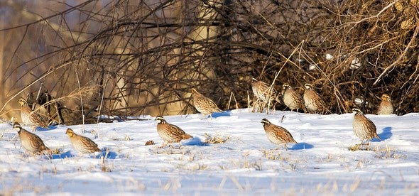 Bobwhite quail