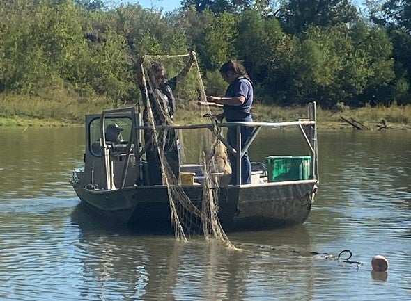 Removing carp