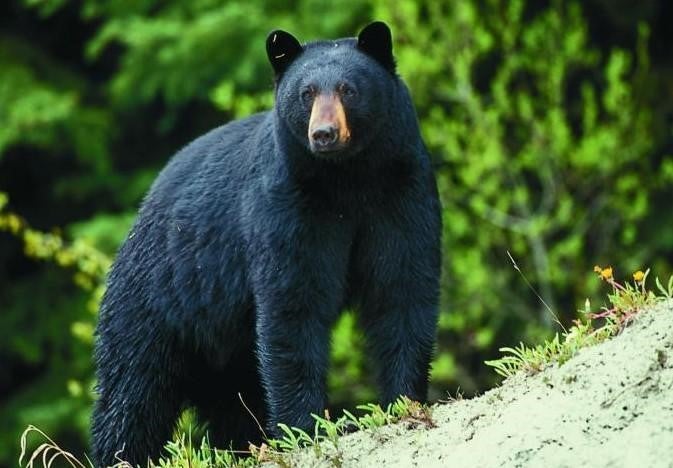 black bear